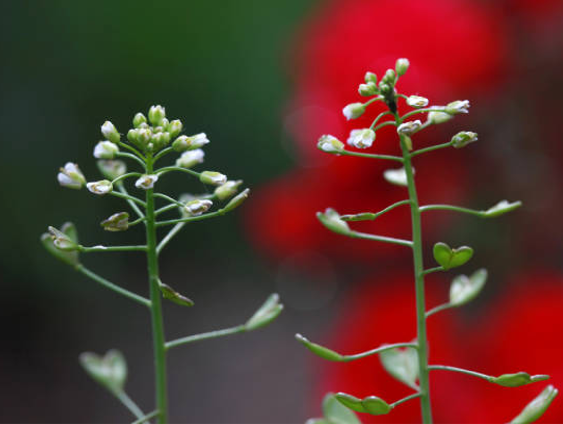 Kokoška pastuší tobolka - Capsella burs-pastoris