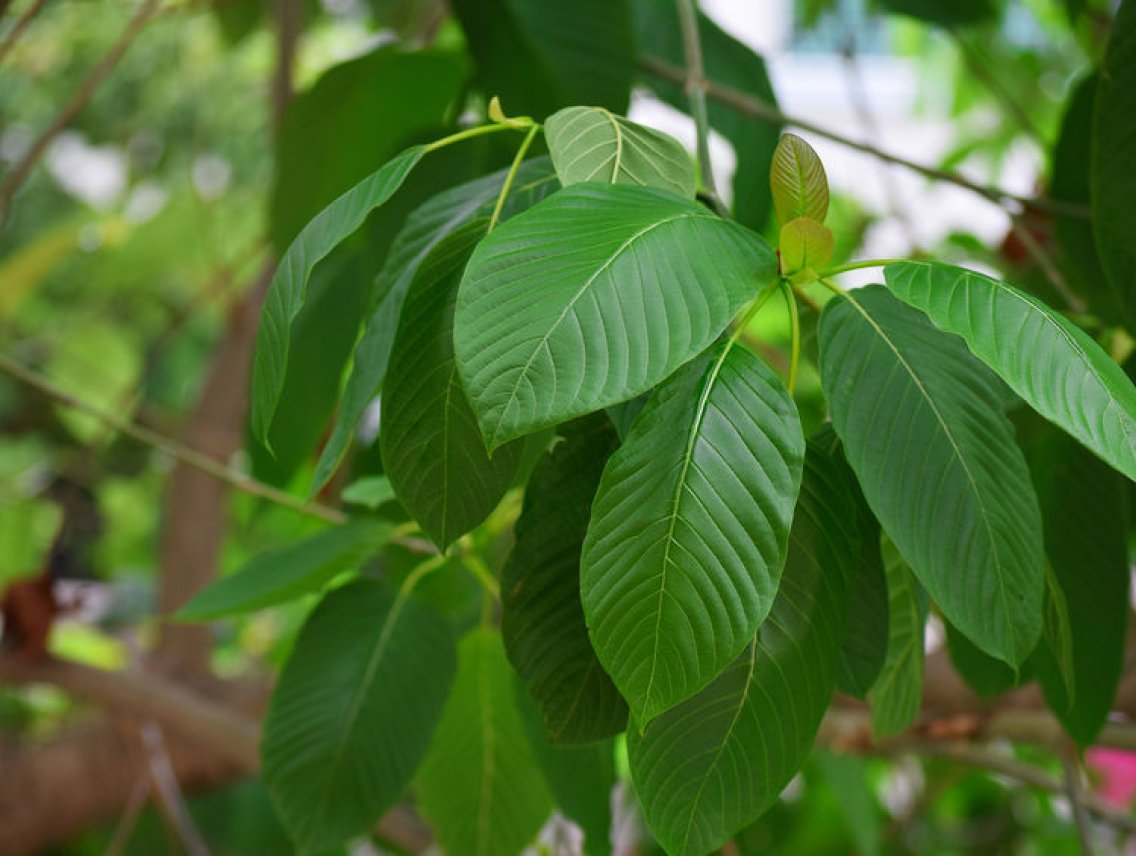 Kratom - Mitragyna speciosa