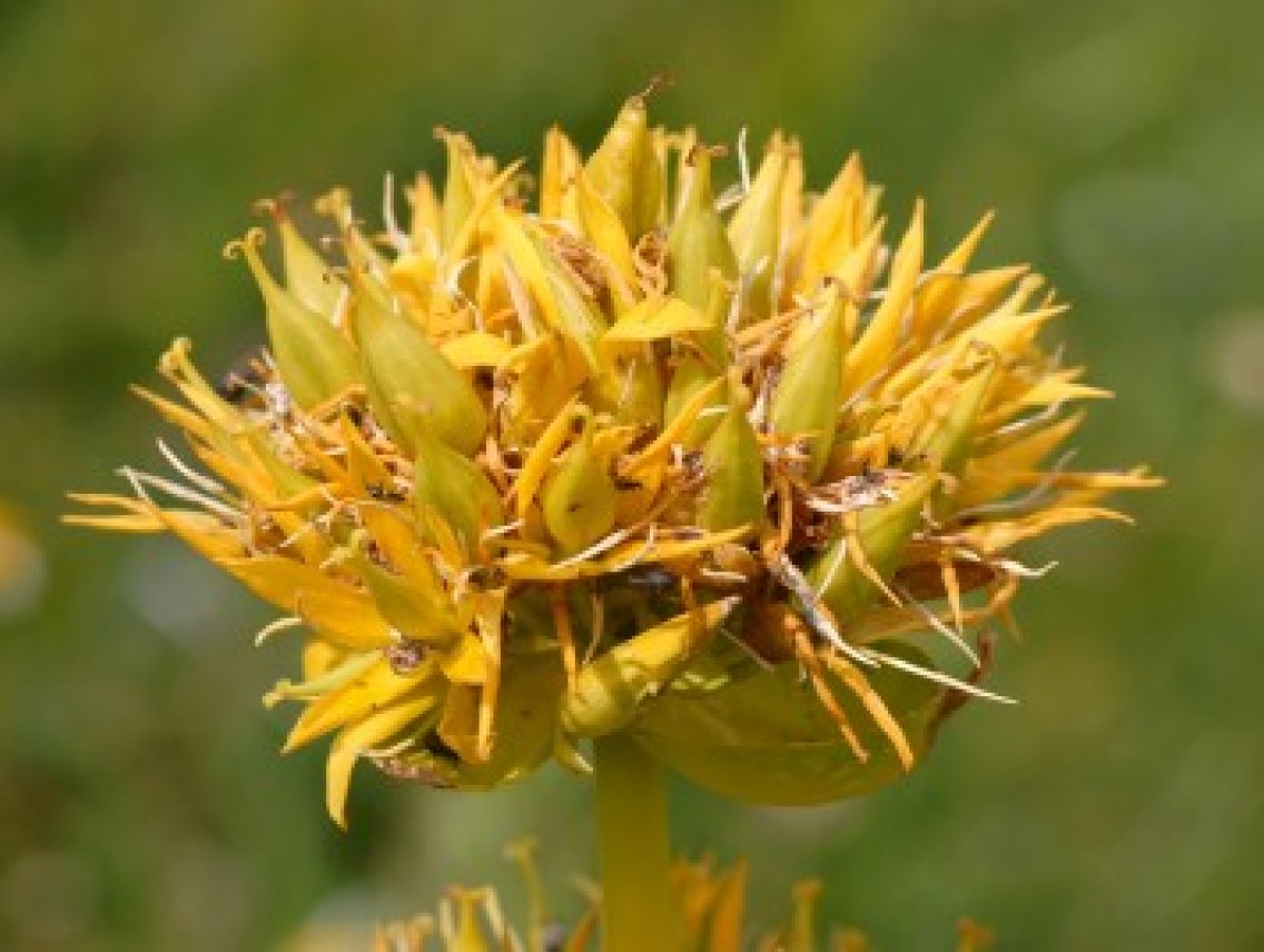 Hořec žlutý - Gentiana lutea