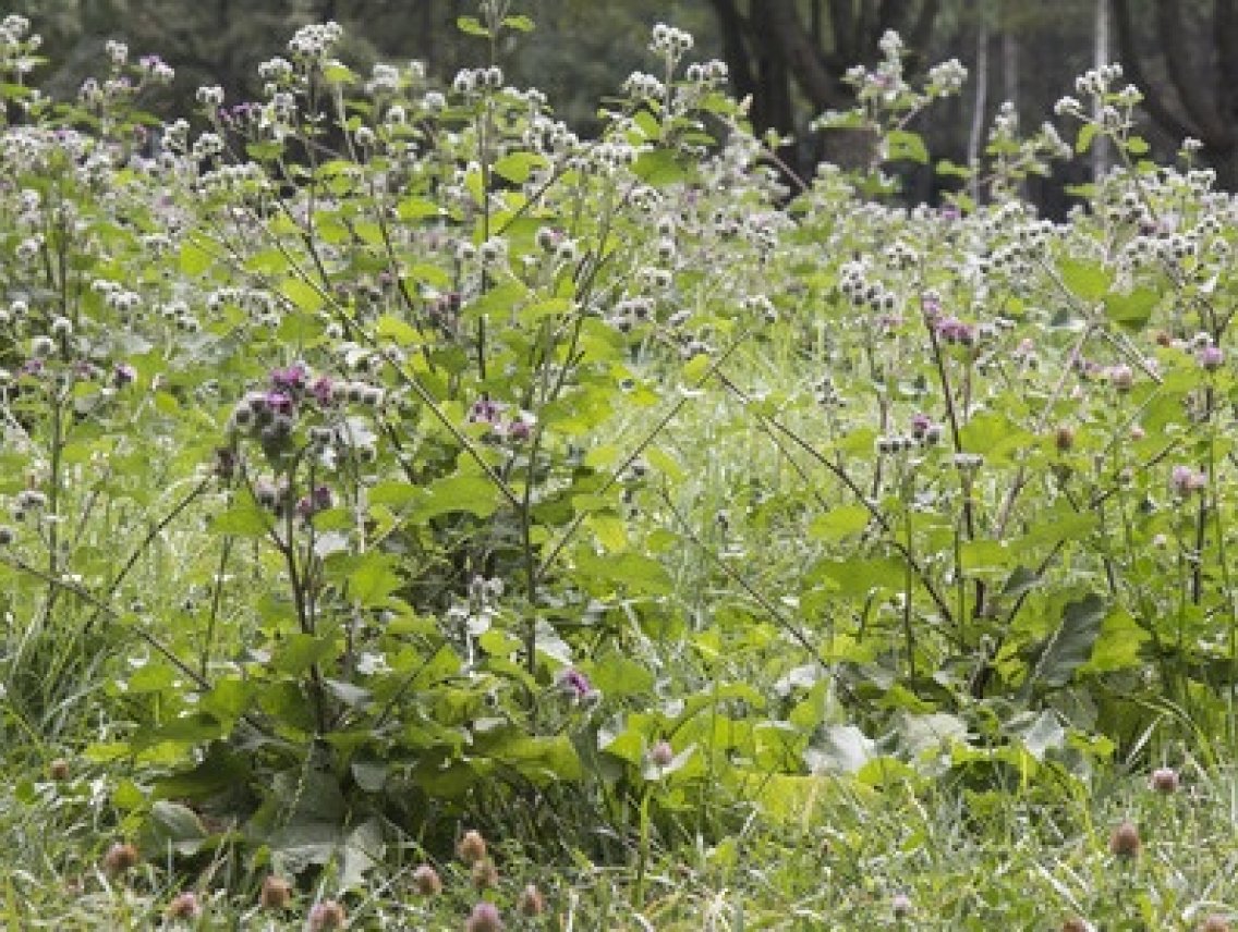 Lopuch větší - Arctium lappa