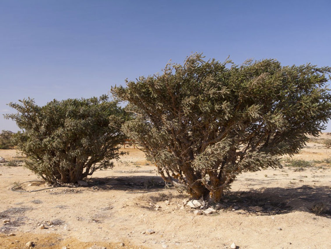 Kadidlovník pilovitý - Boswellia serrata