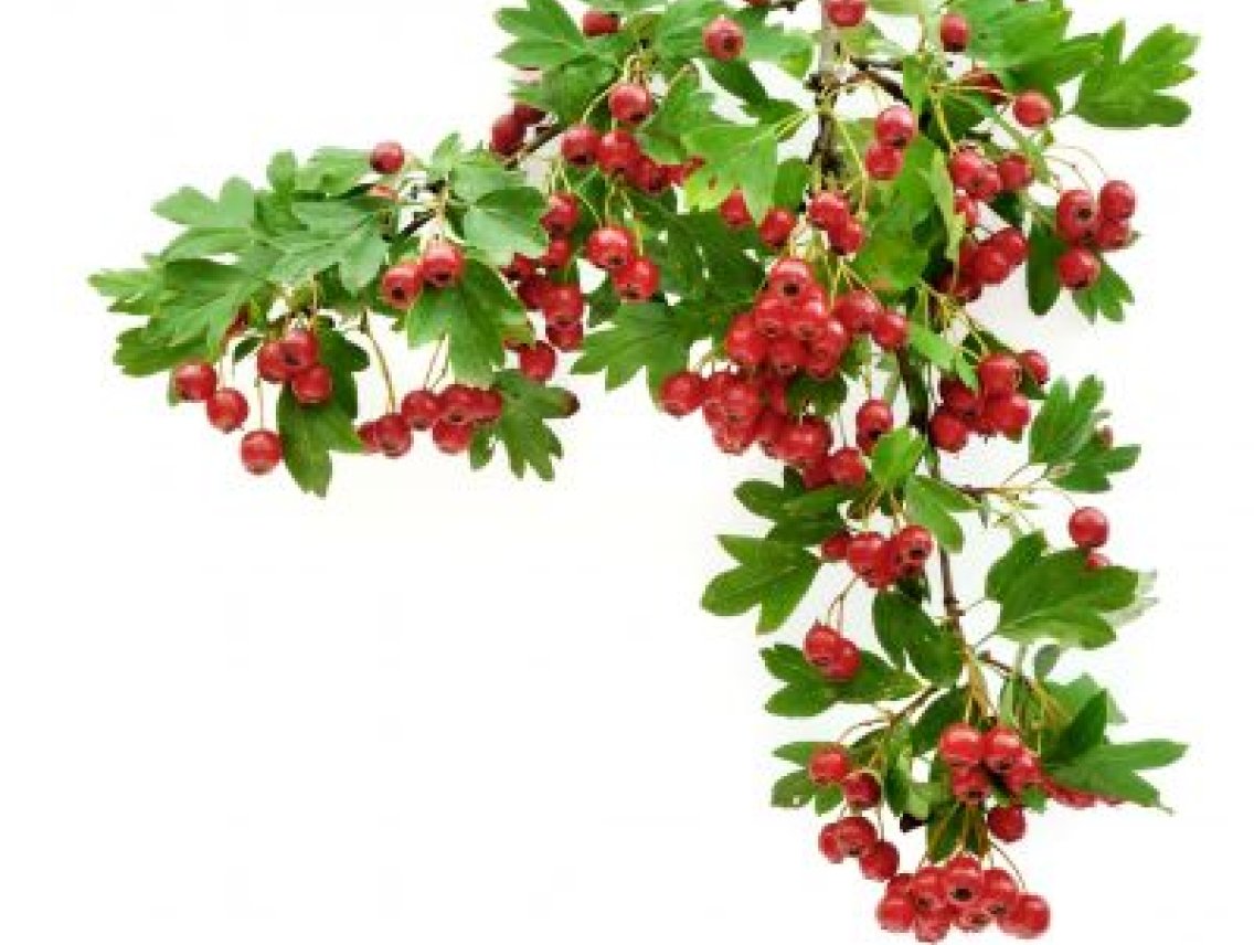 Hloh obecný - Crataegus laevigata