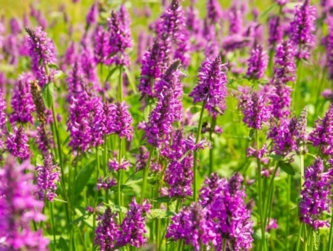 Bukvice lékařská - Betonica officinalis