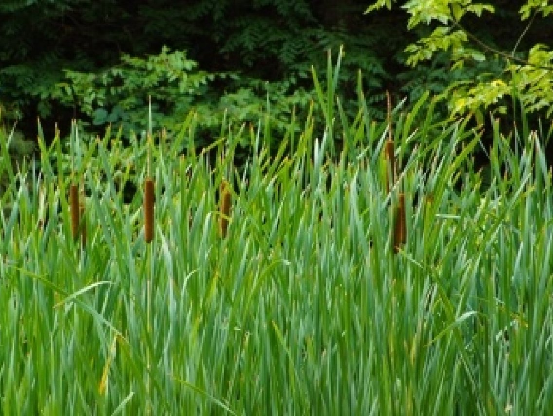 Puškvorec obecný - Acorus calamus