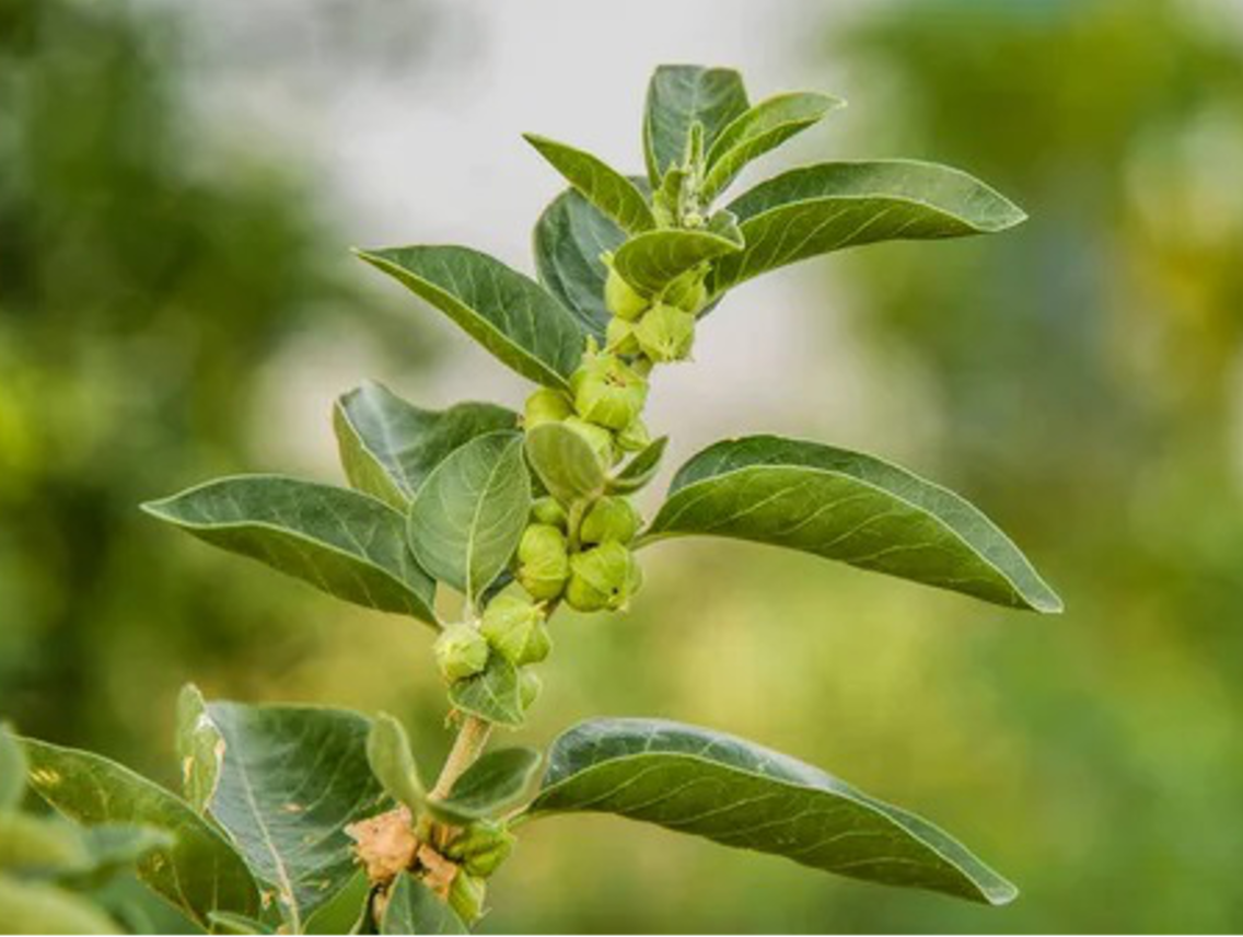 Ašvaganda - Vitánie snodárná