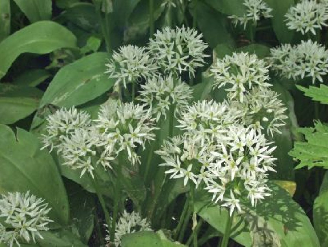 Česnek medvědí - Alium ursinum