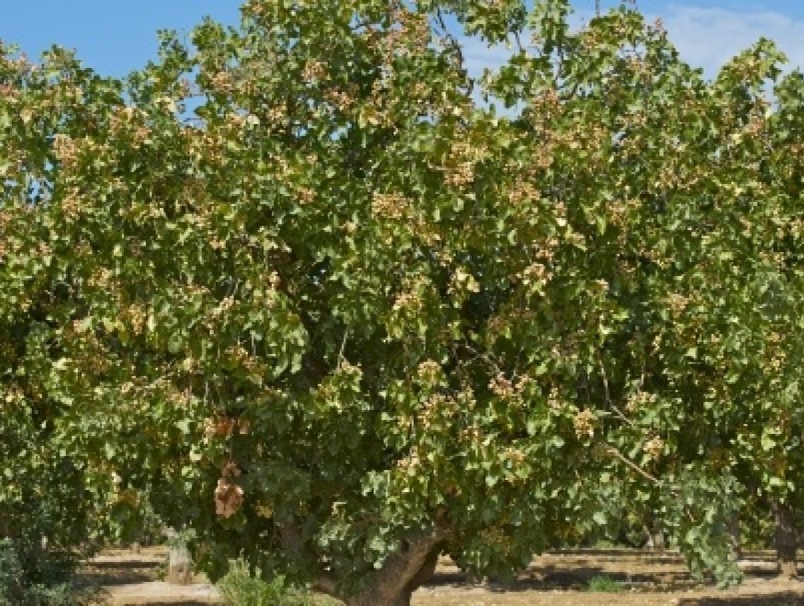 Pistácie - Pistacia vera