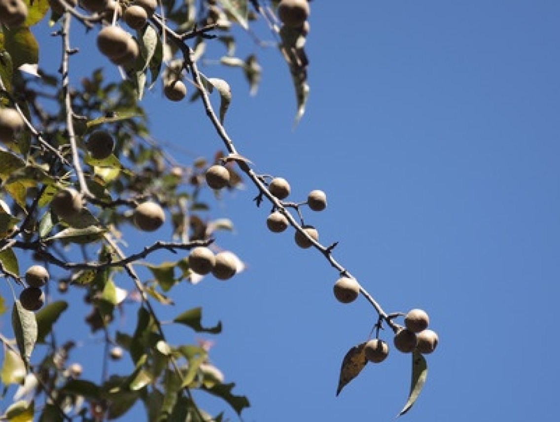 Mýdelník - Sapindus mukorossi