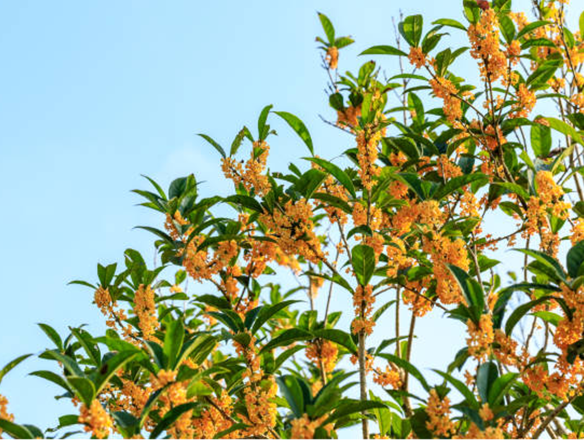 Mochyně peruánská - Goldenberries