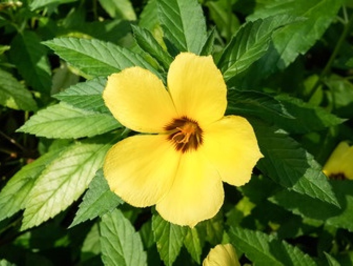 Damiána - Turnera diffusa