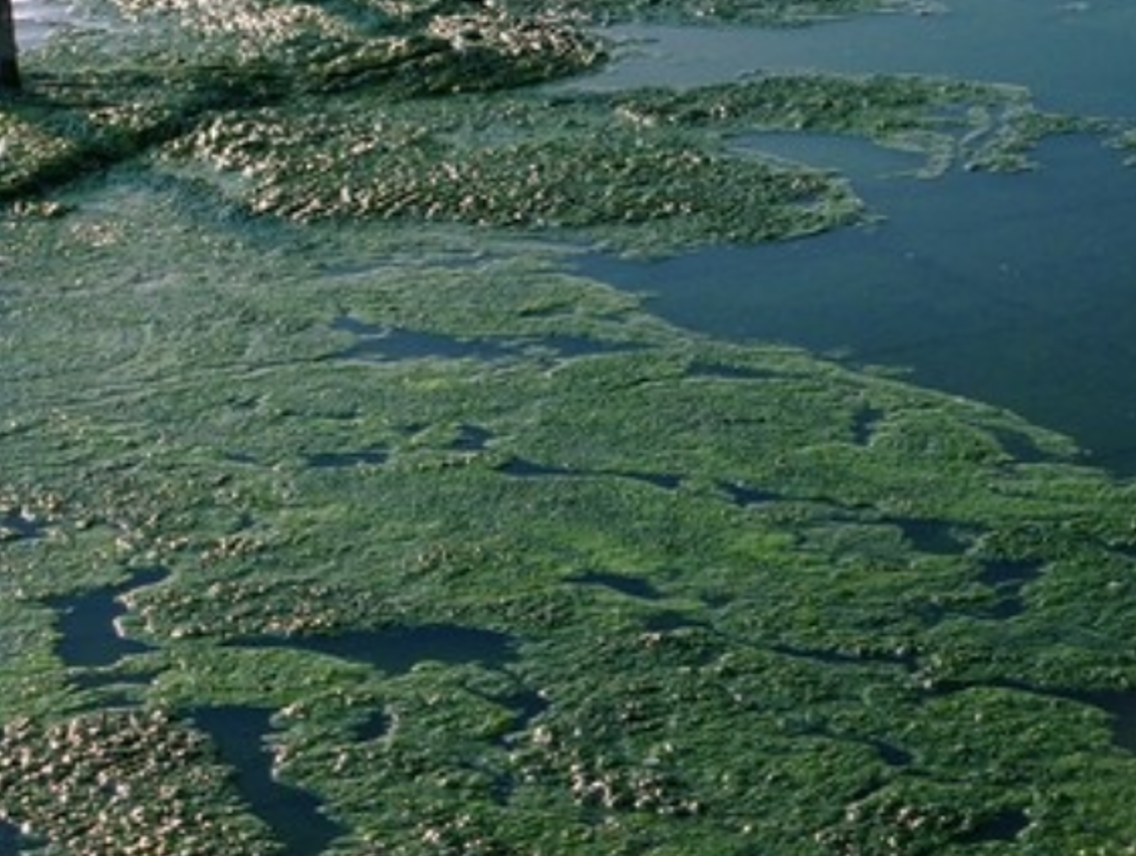 Spirulina - Arthrospira platensis