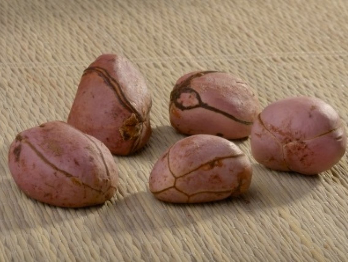 Kolový ořech - Cola acuminata