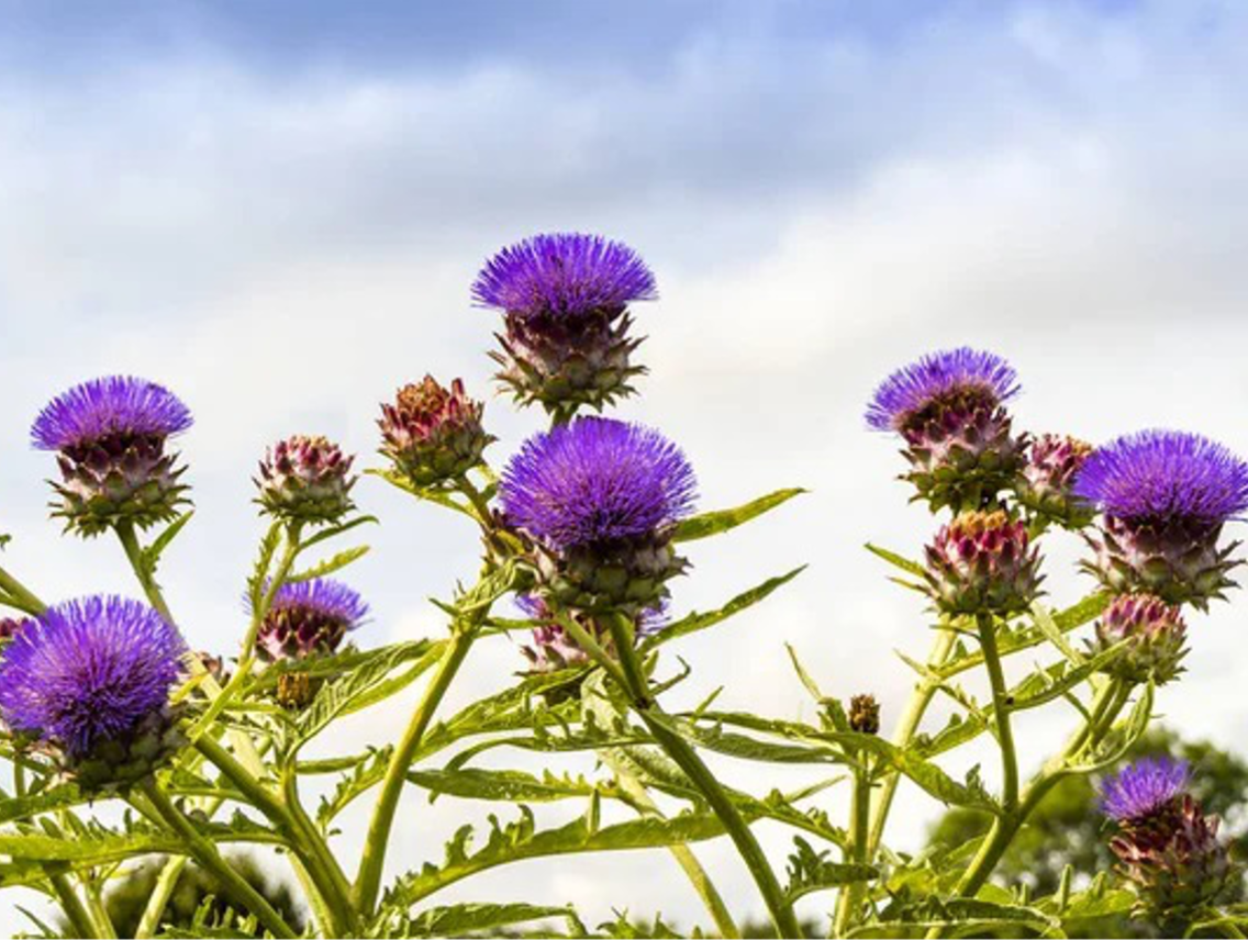 Artyčok zeleninový - Cynara scolymus