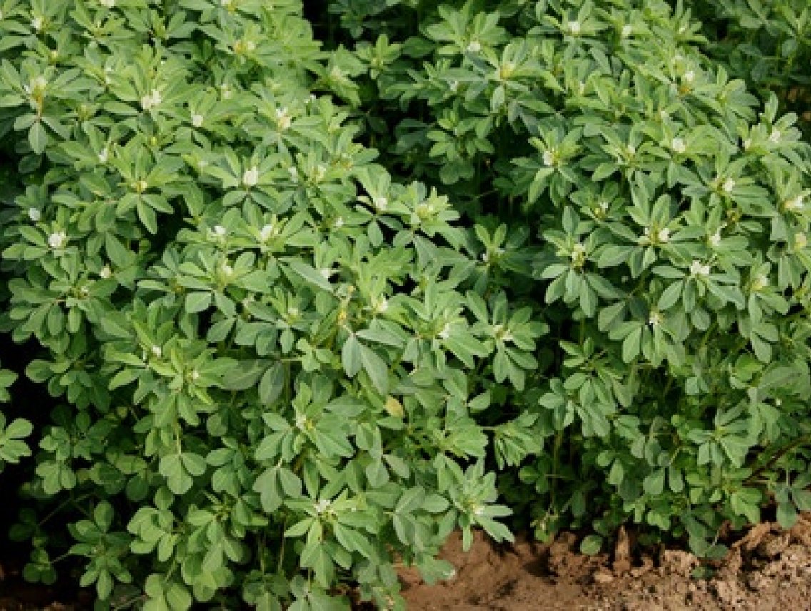 Pískavice - Fenugreek -Trigonella foenum-graecum
