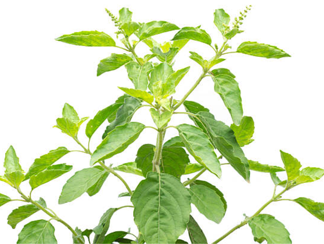 Tulsí- Bazalka posvátná