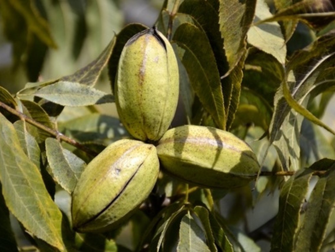 Pekanové ořechy - Carya illinoinensis