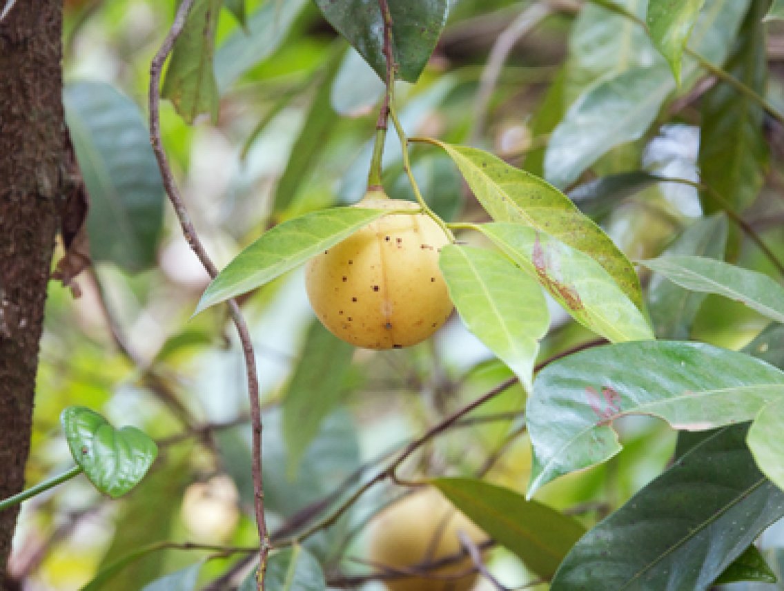 Muškátovník vonný - Myristica fragrans
