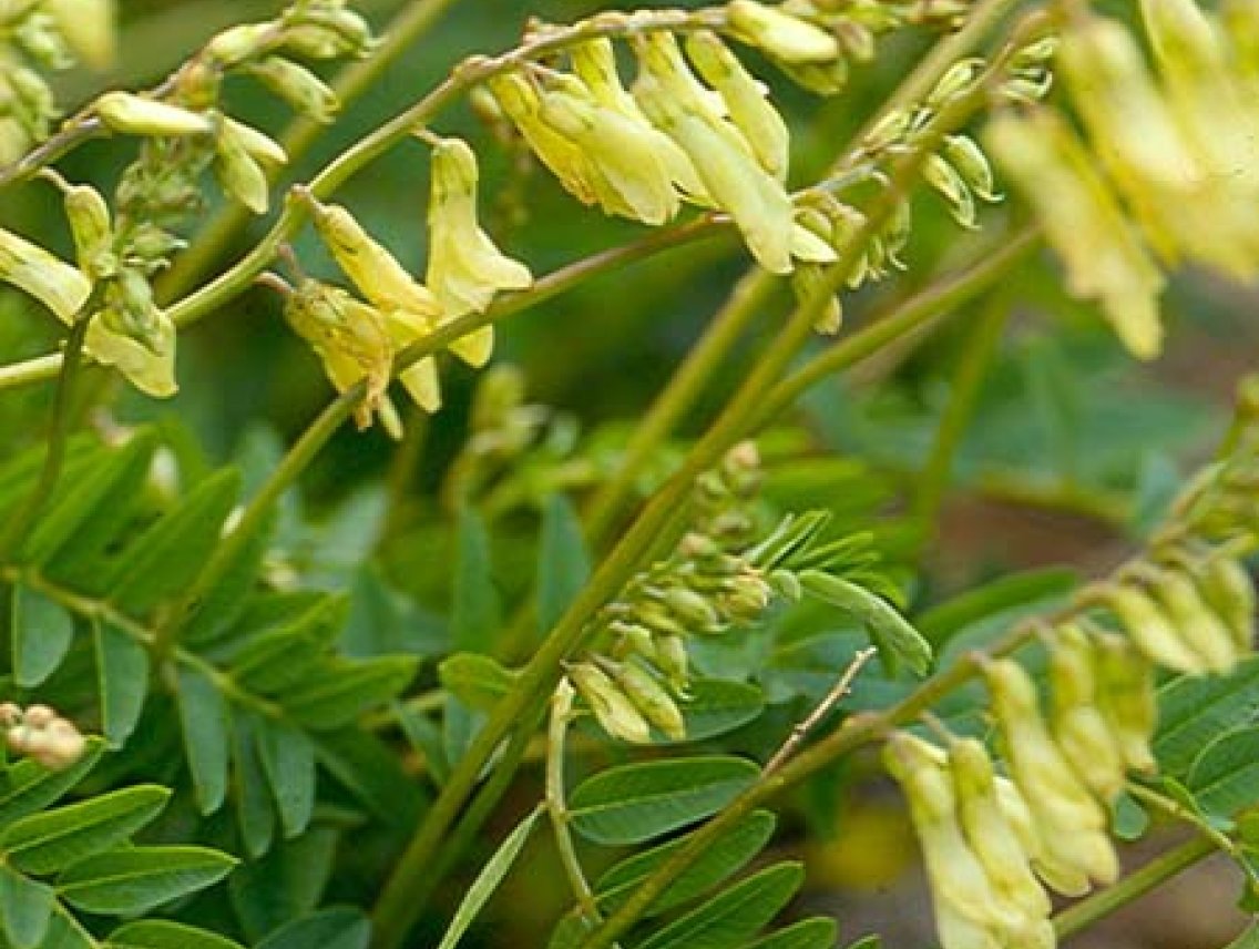 Kozinec blanitý - Astragalus membranaceus