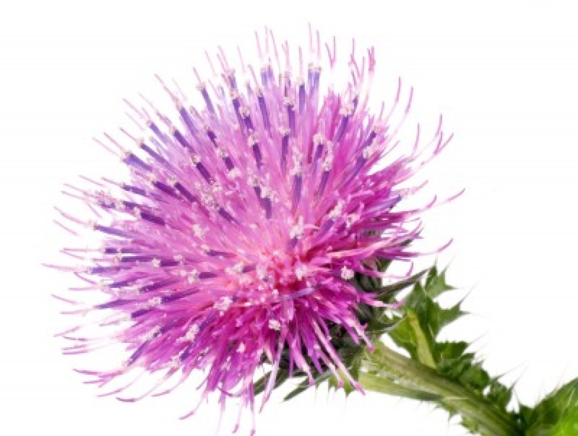 Ostropestřec mariánský - Silybum marianum