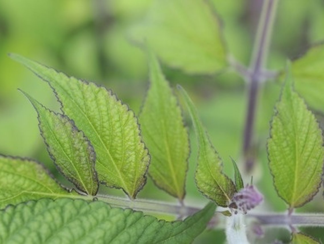 Šalvěj červenokořenná - Salvia miltiorrhiza