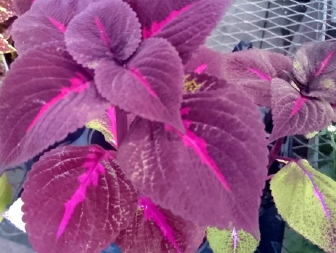 Perila křovitá - Perilla frutescens