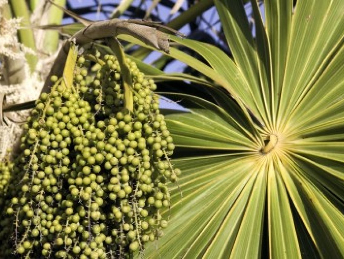 Acai - Euterpe oleracea