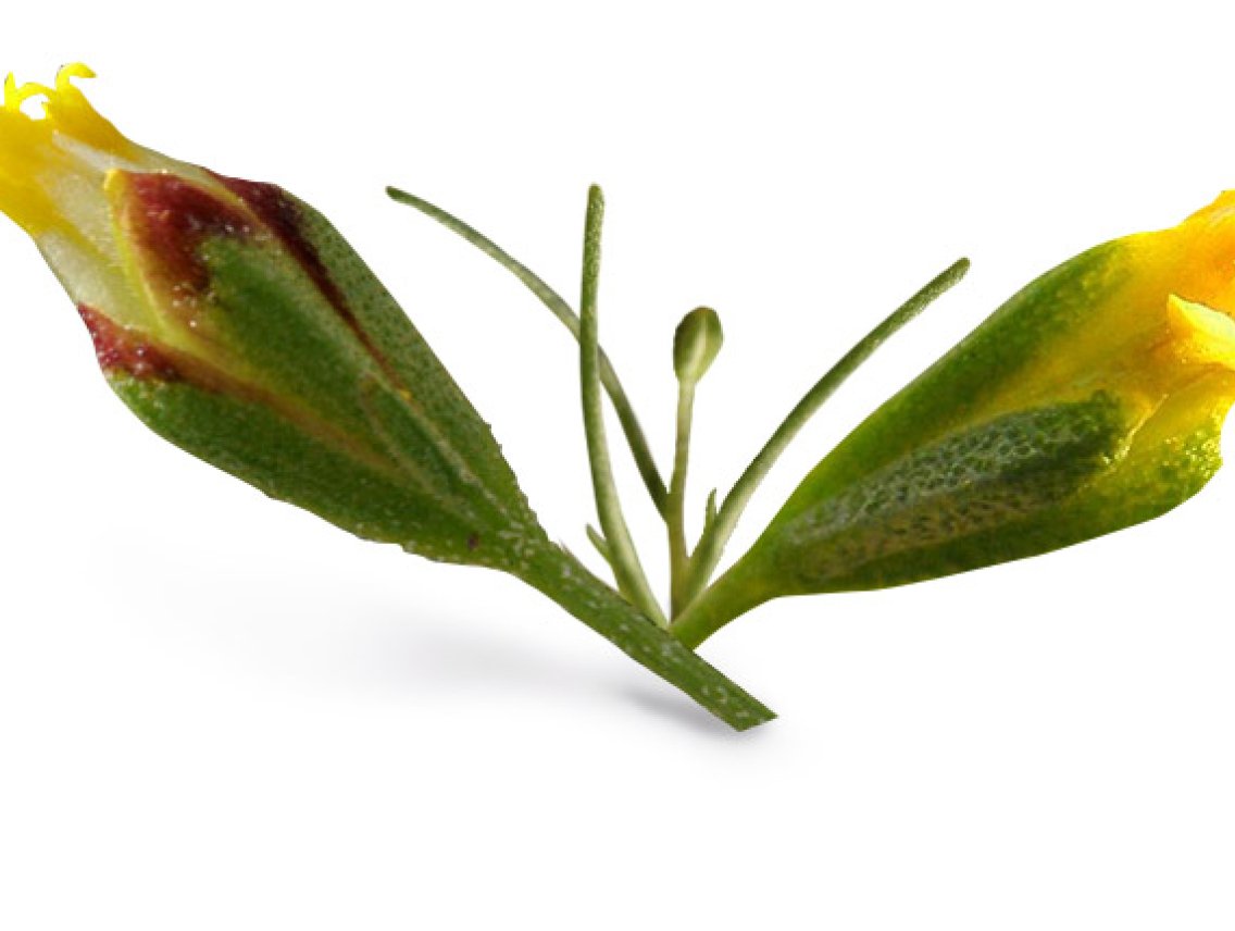 Canchalagua - Schkuhria pinnata