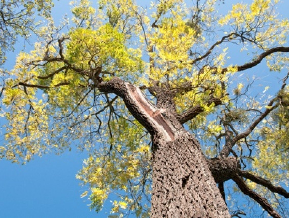 Ořešák černý - Juglans nigra