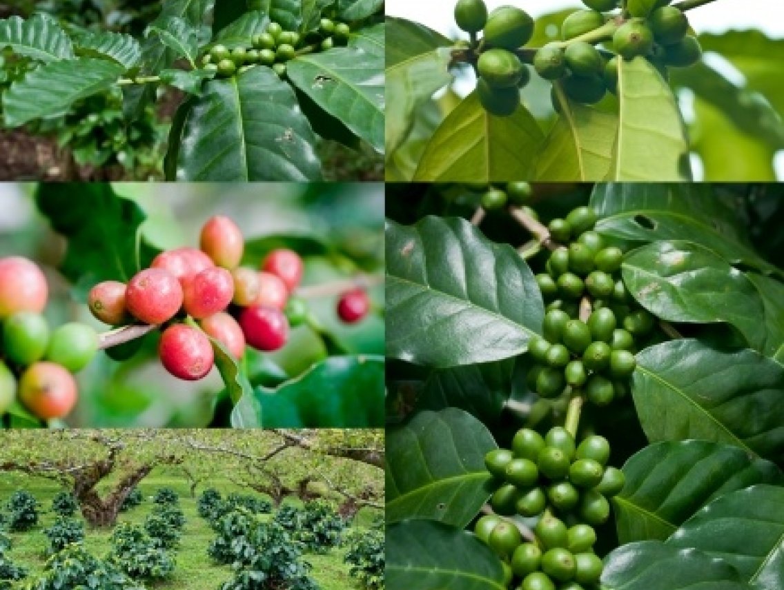 Kávovník arabský - Coffea arabica
