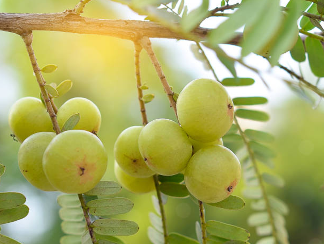 Amalaki - Emblica officinalis