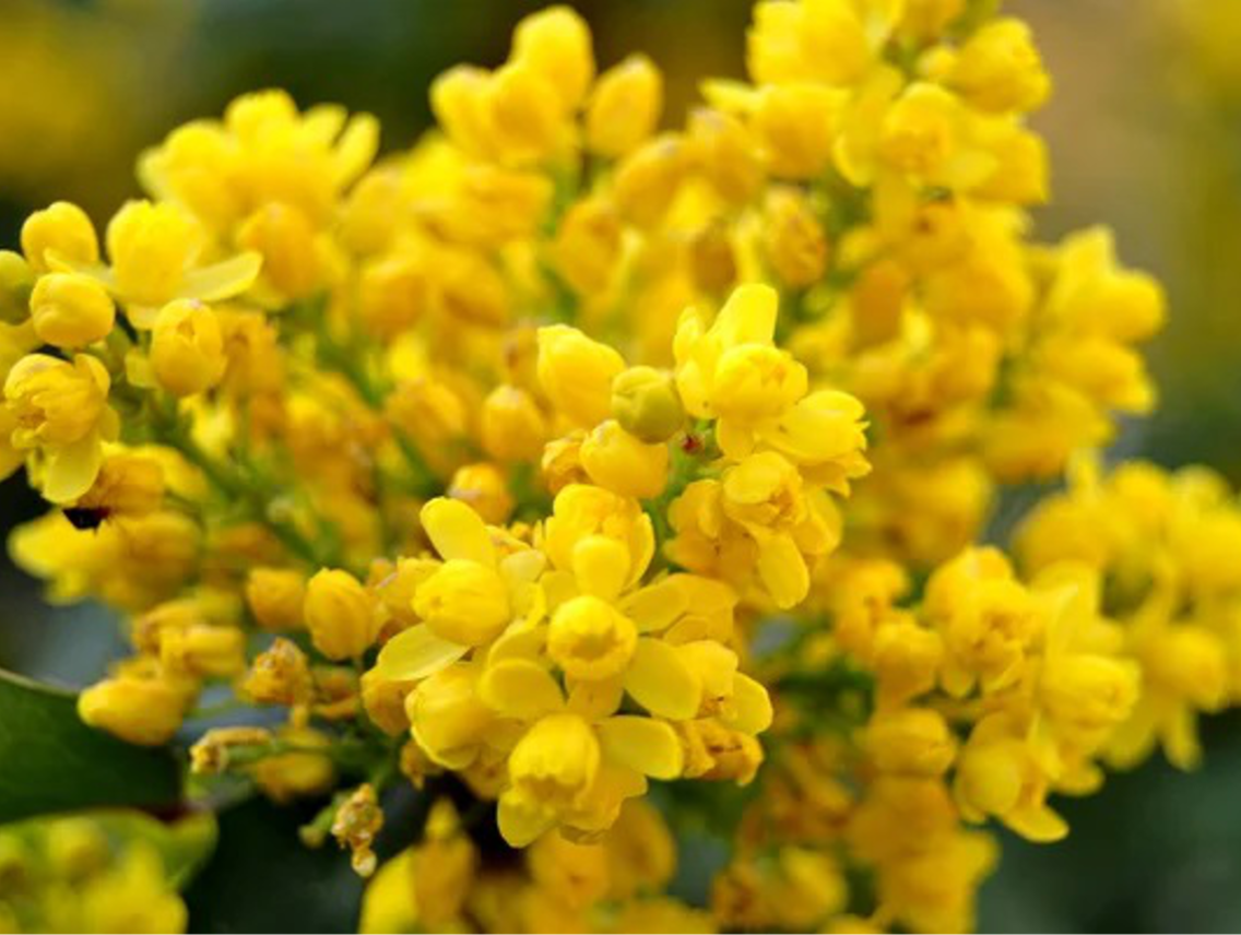 Honeybush - Cyclopia intermedia