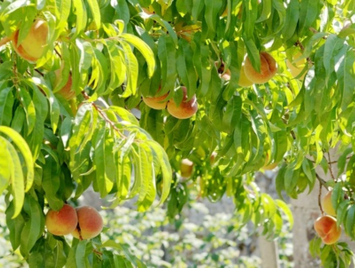 Broskvoň obecná - Prunus persica