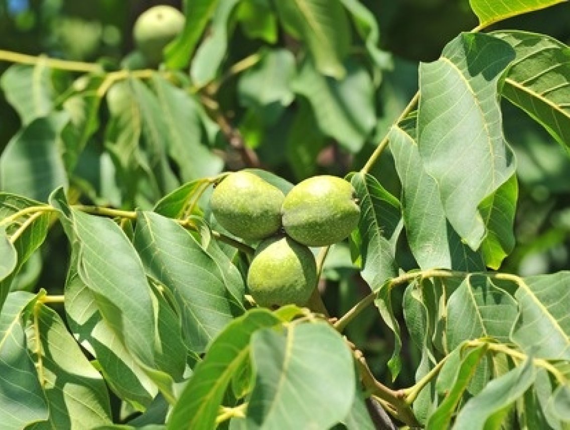 Vlašské ořechy - Juglans regia
