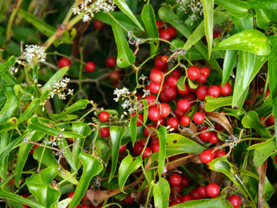 Smilax lékařský - Smilax officinalis