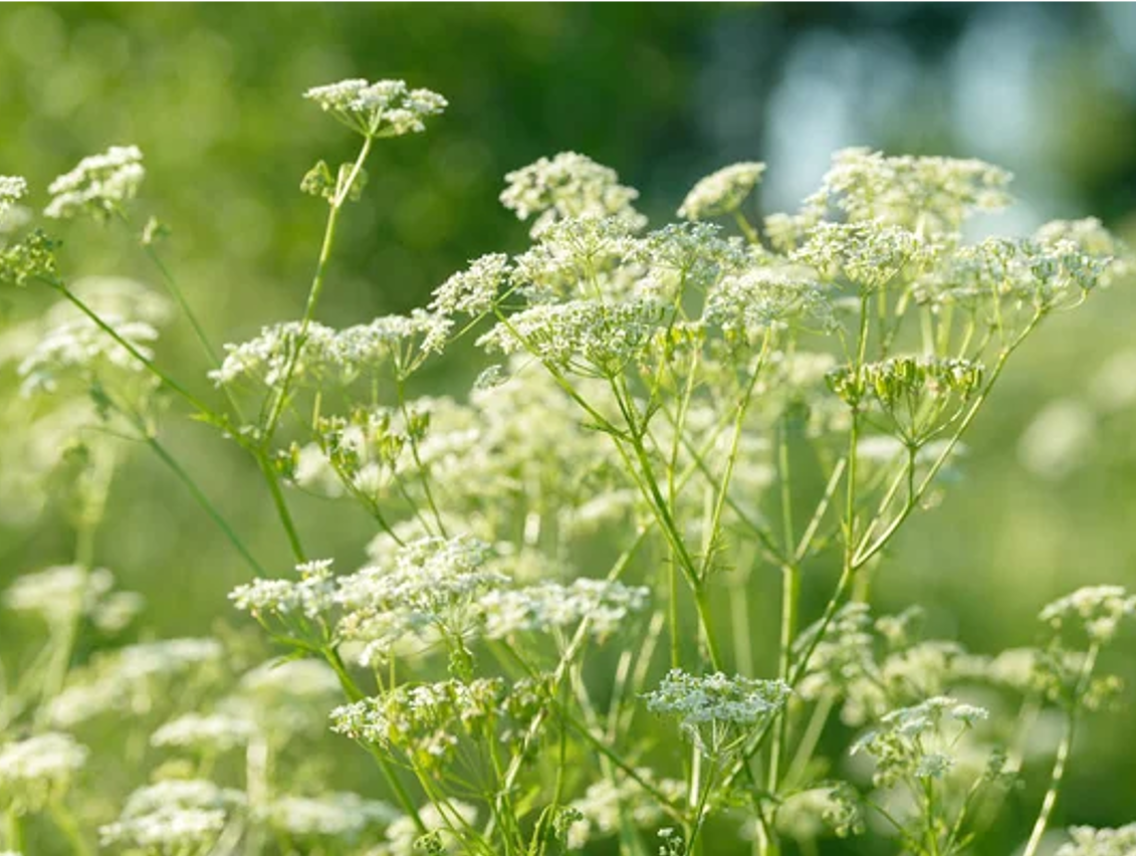 Anýz vonný - Pimpinella anisum