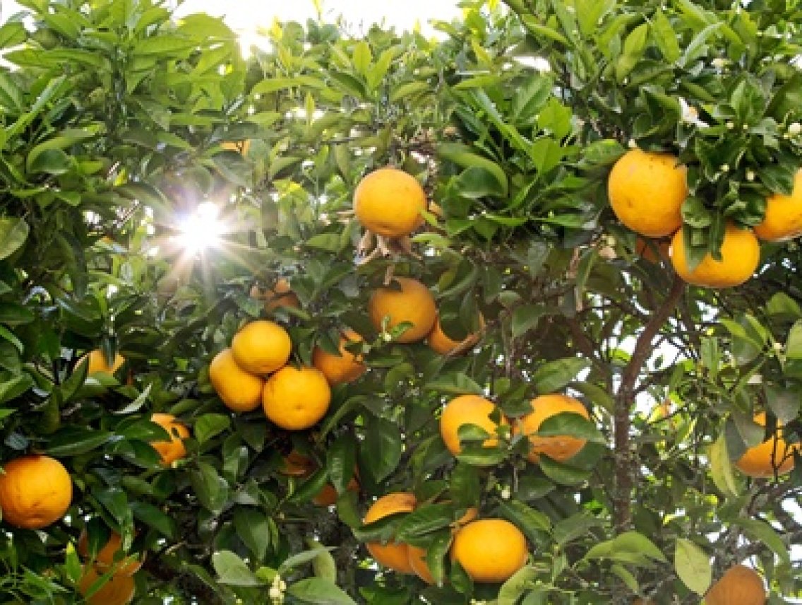Pomerančovník hořký - Citrus aurantium