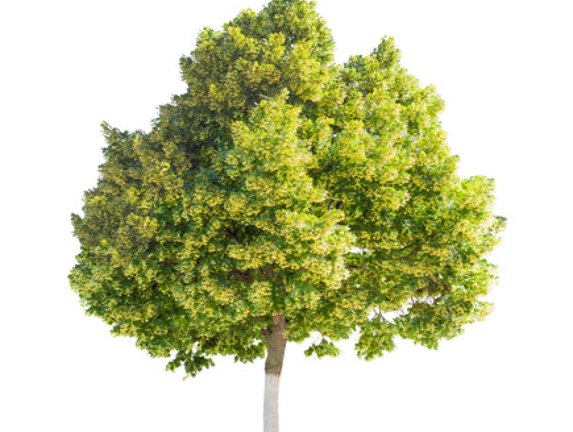 Lípa srdčitá - Tilia cordata