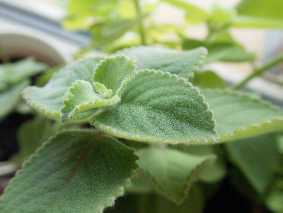 Rýmovník citronový - Plectranthus amboinicus