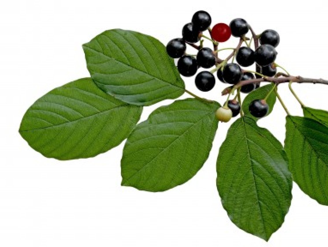 Maqui berry - Aristotelia chilensis