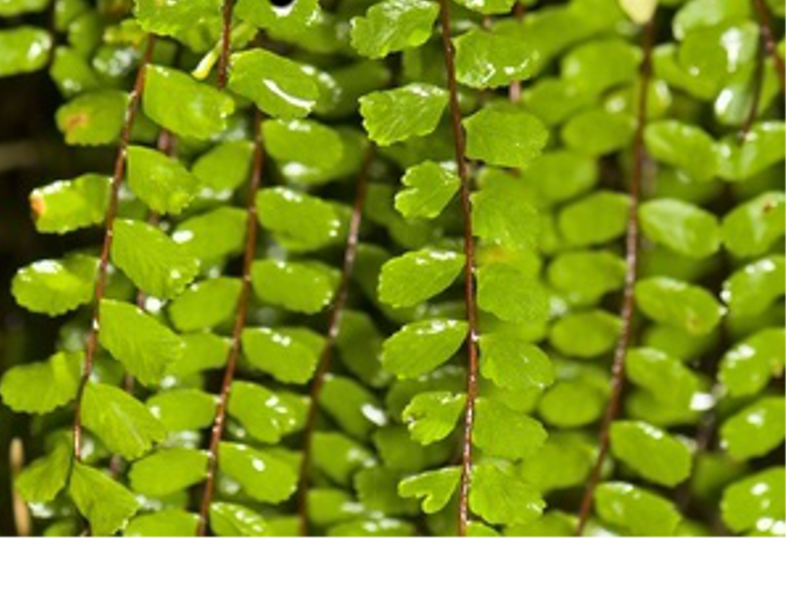 Cuti Cuti - Asplenium lunulatum