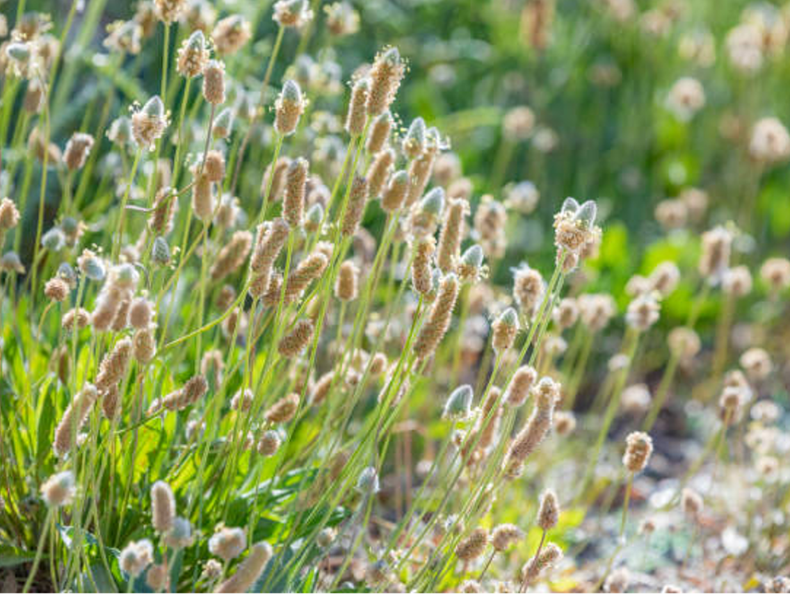 Psyllium - Plantago ovata