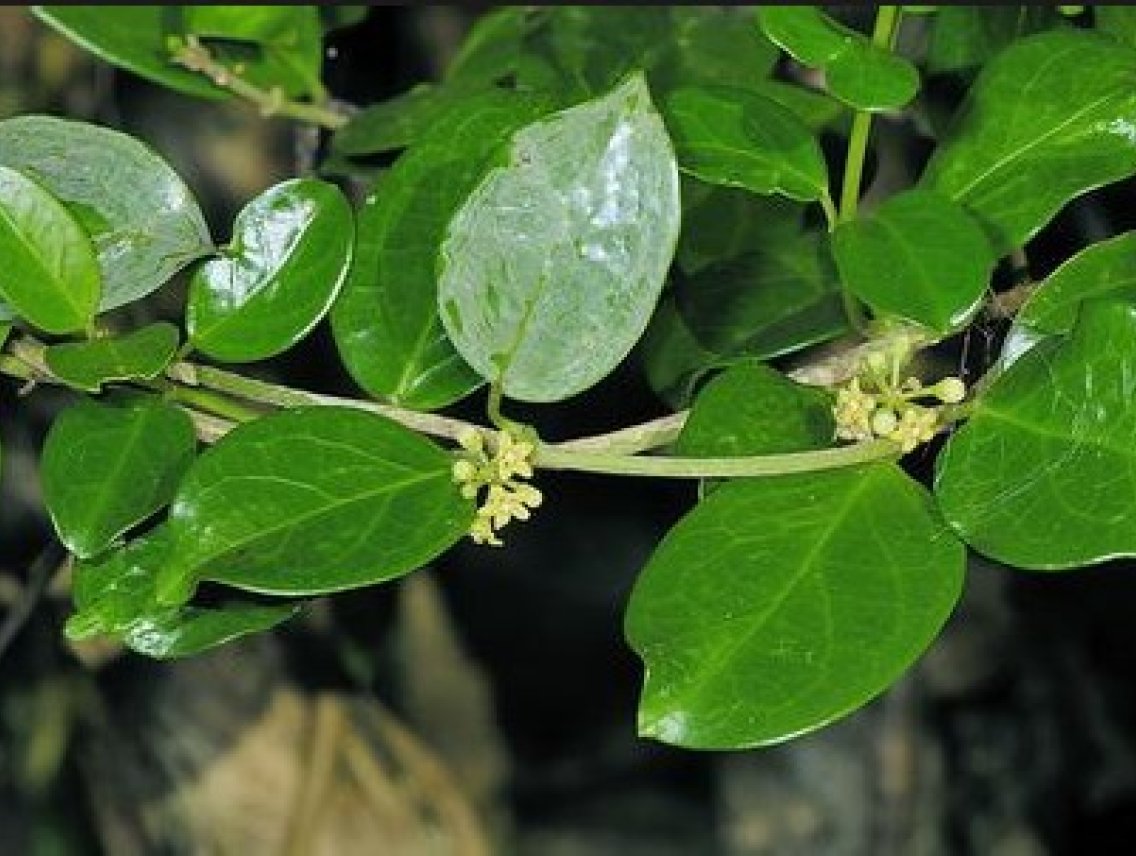 Gymnéma lesní - Gymnema sylvestre