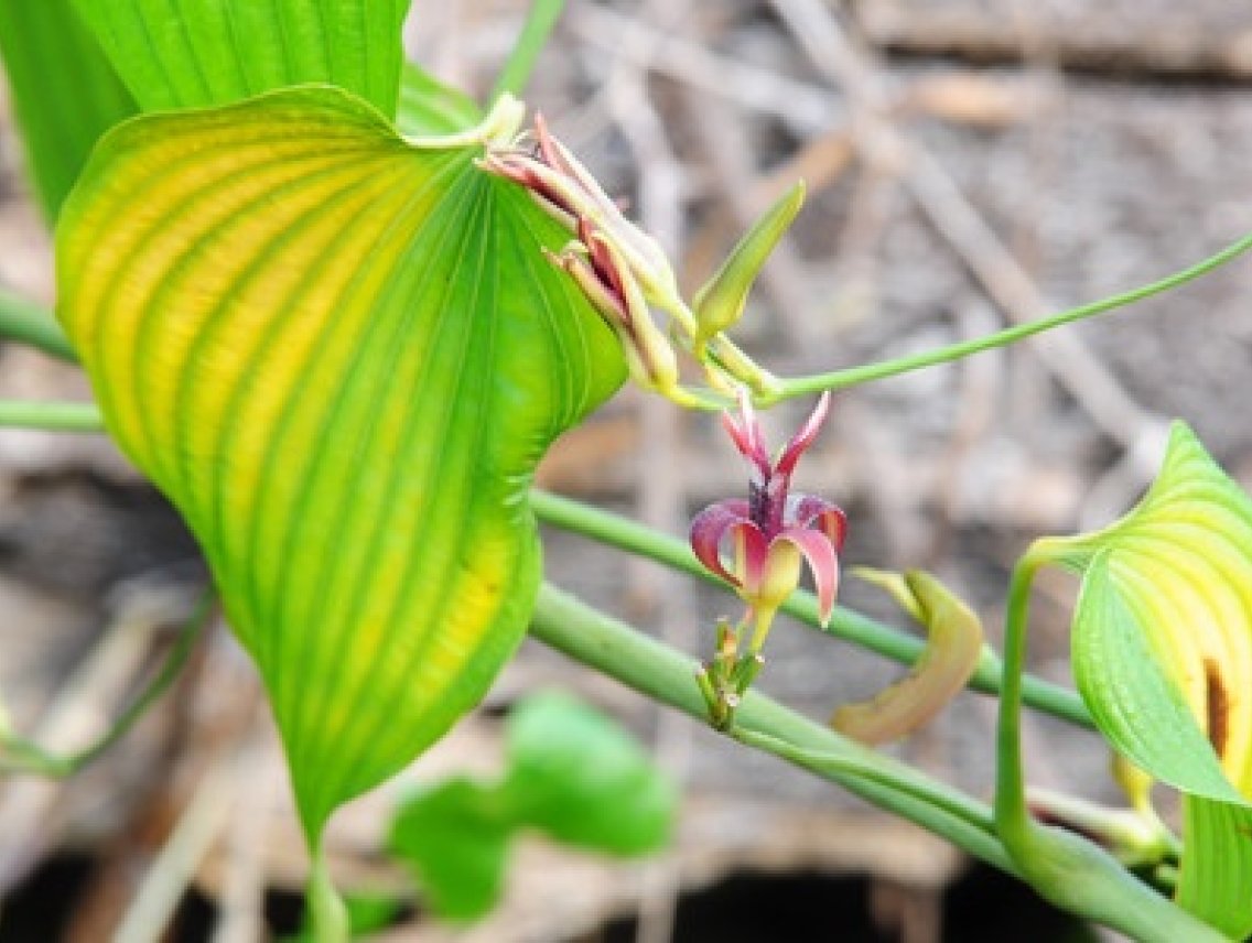BAI BU - Stemona japonica