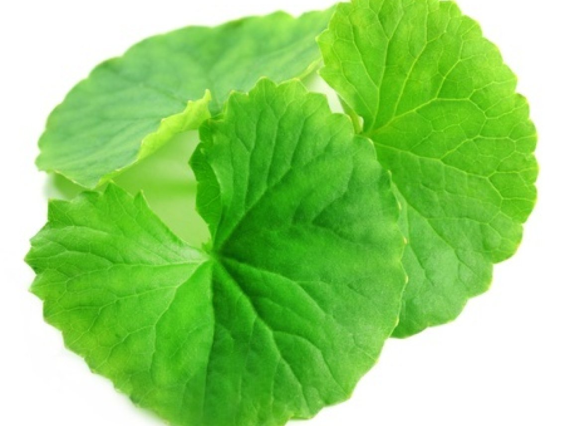 Gotu kola - pupečník asijský