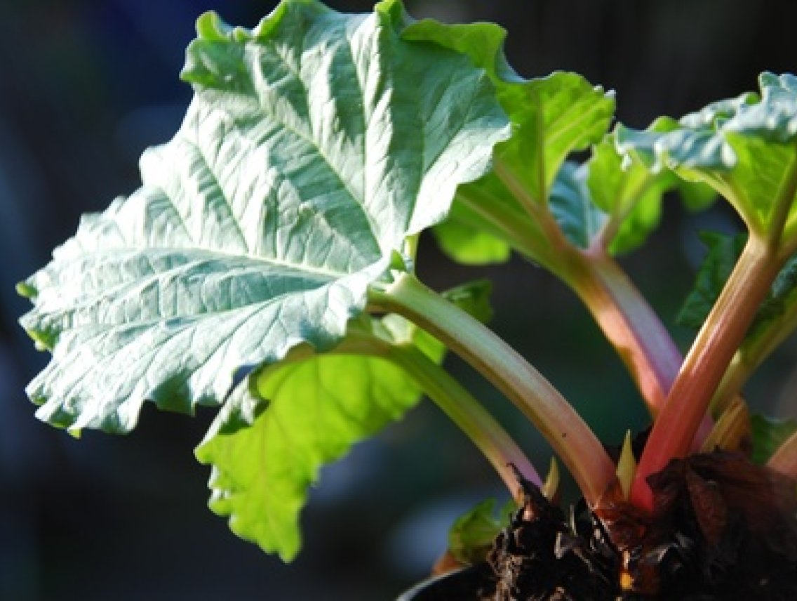 Reveň kadeřavá - Rheum rhabarbarum