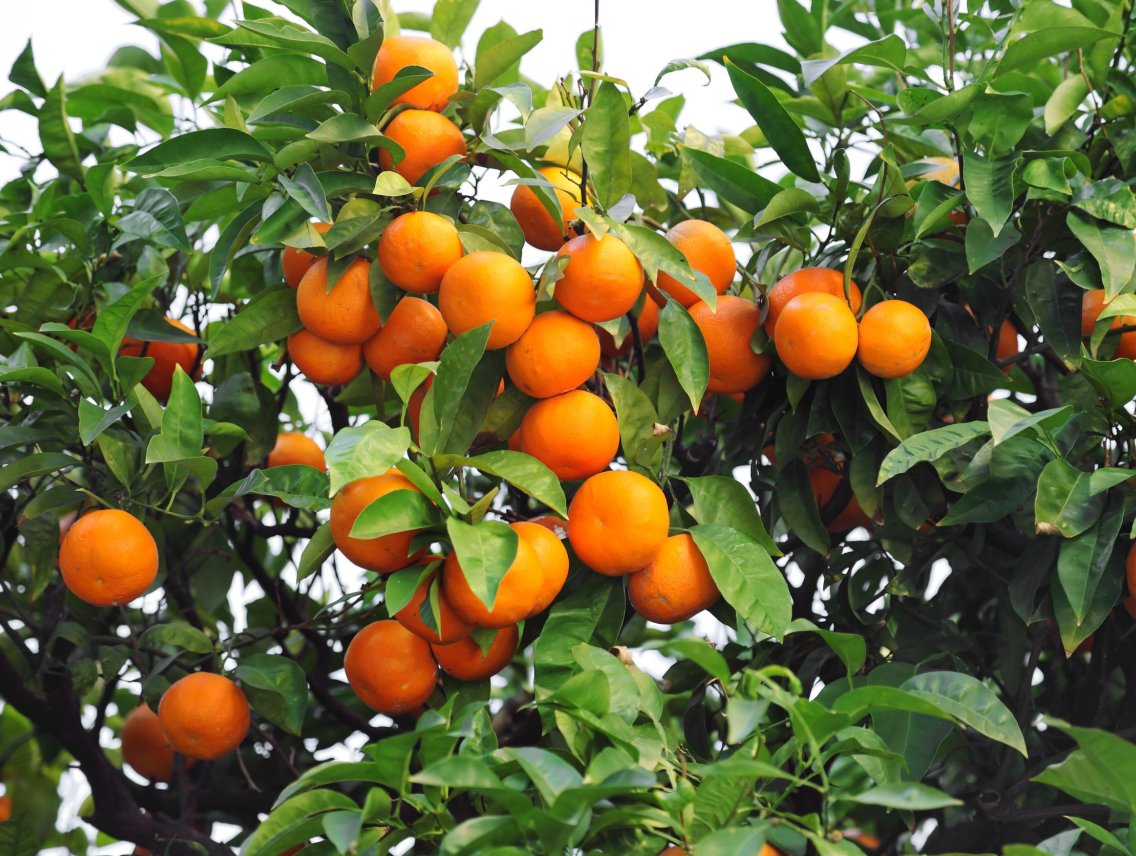 Pomerančovník čínský - Citrus sinensis