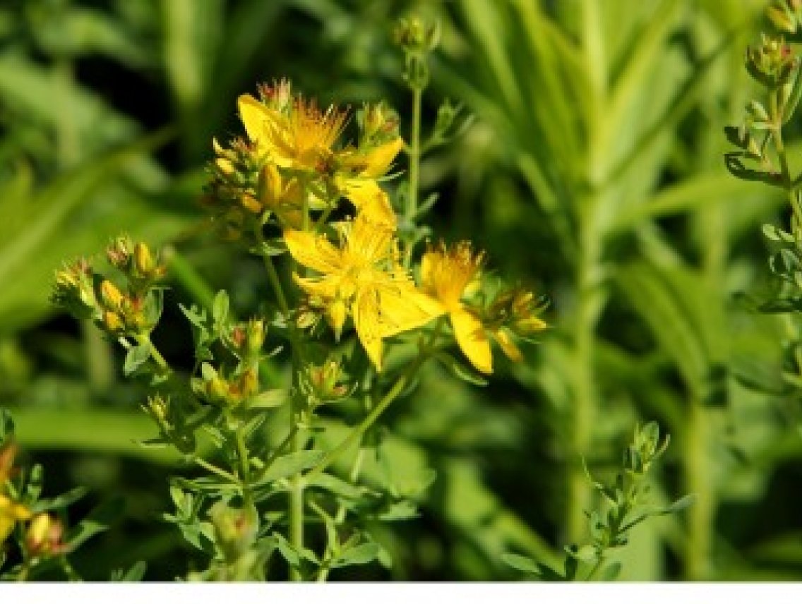 Třezalka tečkovaná - Hypericum perforatum