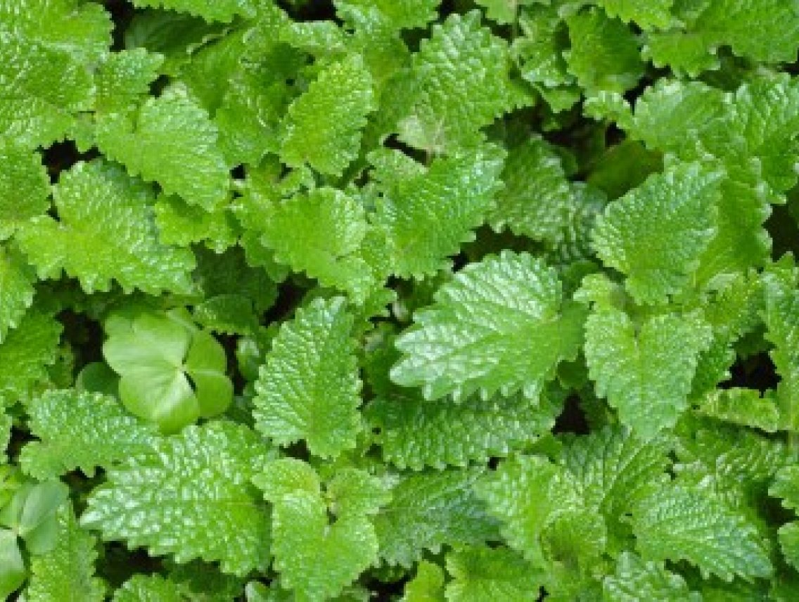 Meduňka lékařská - Melissa officinalis