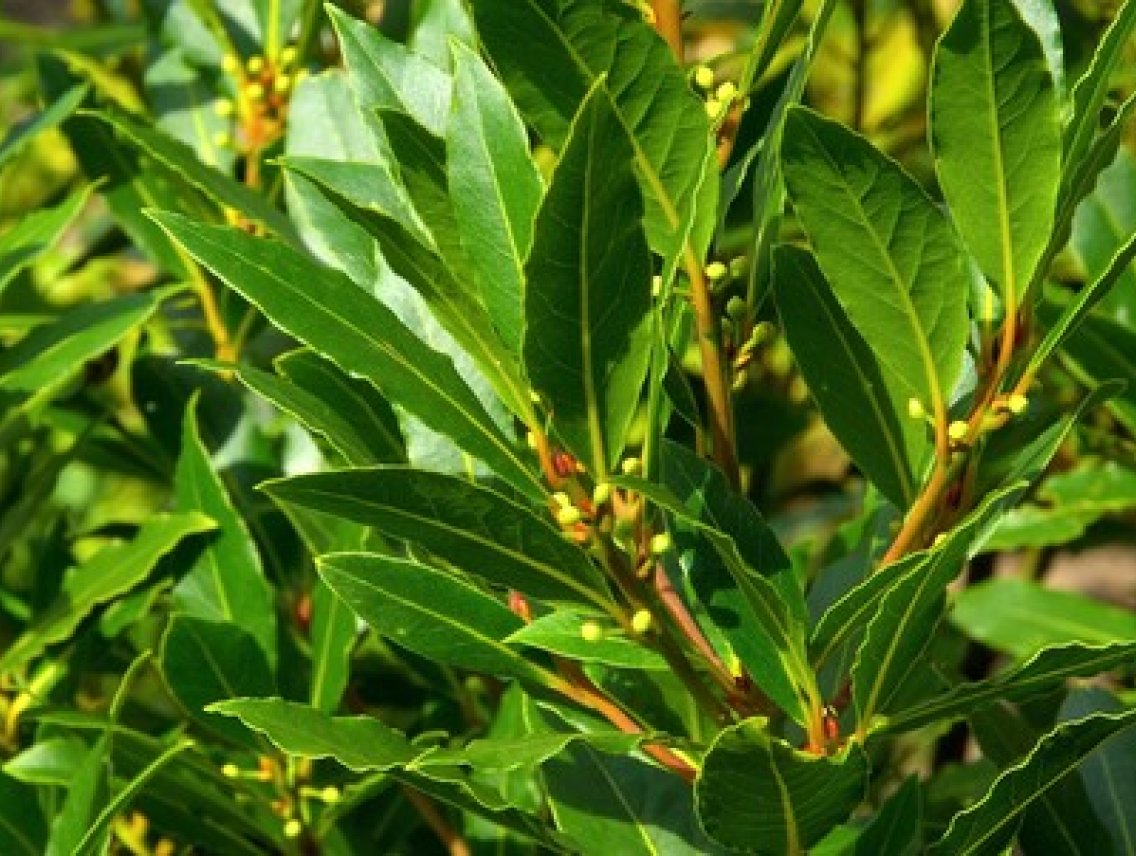 Bobkový list - Laurus nobilis