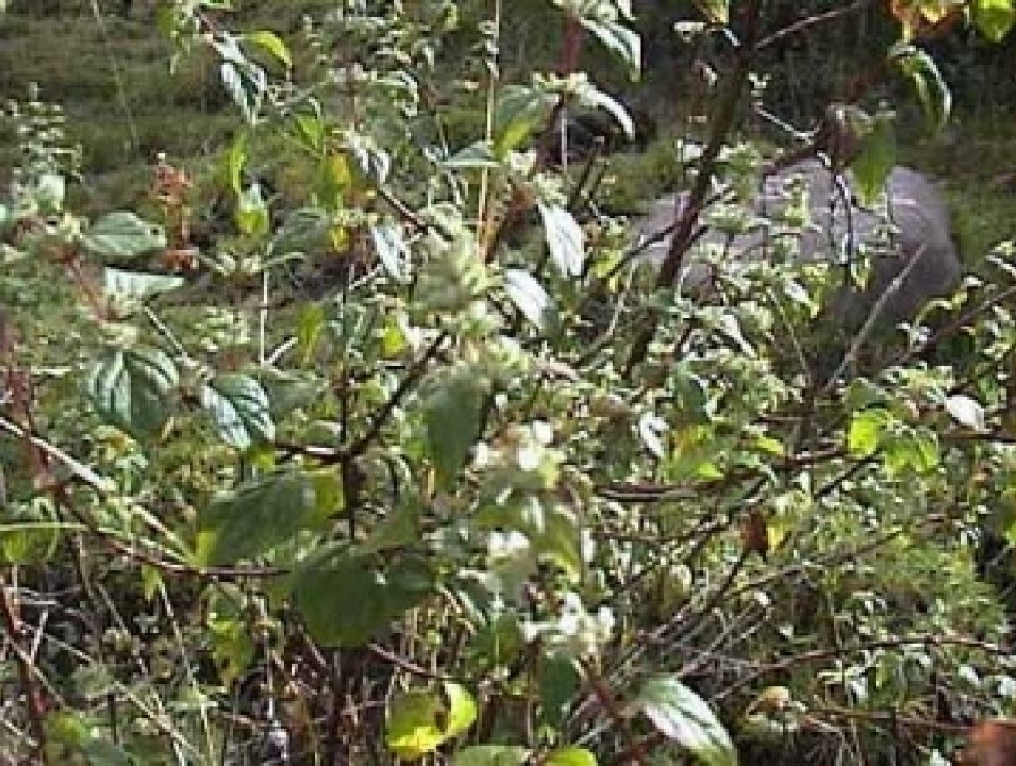 Muňa muňa - Minthostachys setosa